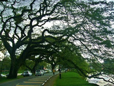 Old Rain Tree in Taiping Perak